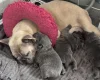 Chow Chow