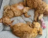 Cavapoo