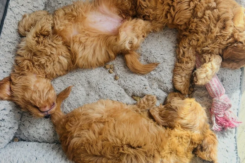 Cavapoo