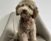 Cavapoo