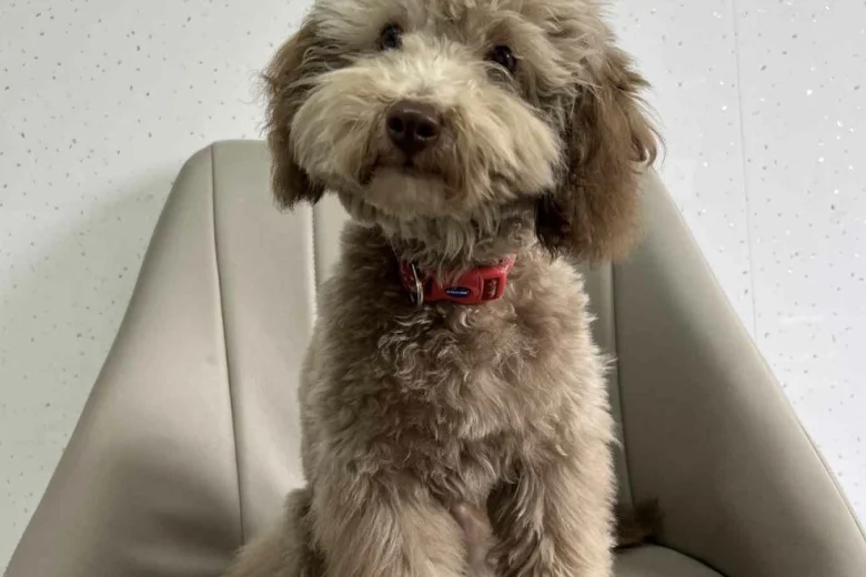 Cavapoo