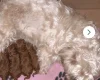 Cavapoo