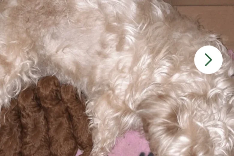 Cavapoo