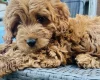 Cavapoo