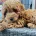 Cavapoo