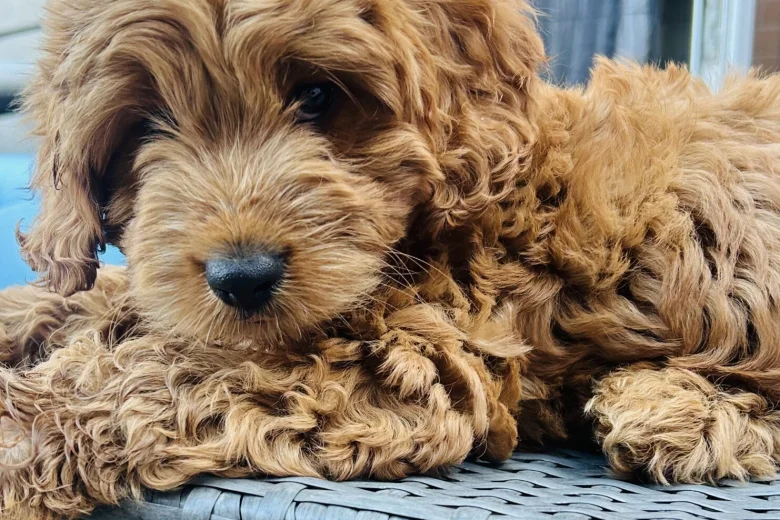 Cavapoo