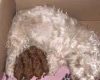 Cavapoo