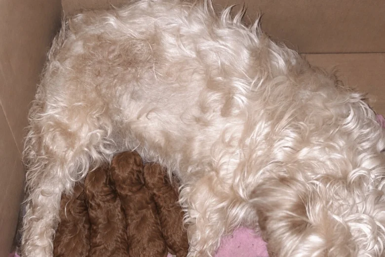 Cavapoo