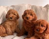 Cavapoo