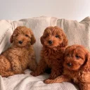 Cavapoo