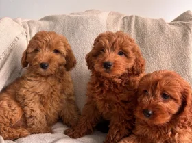 Cavapoo