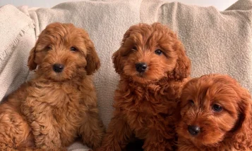 Cavapoo