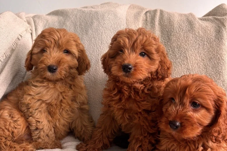 Cavapoo