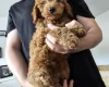 Cockapoo