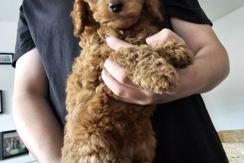 Cockapoo