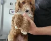 Cockapoo