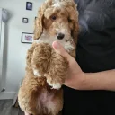 Cockapoo