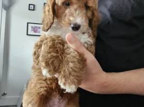 Cockapoo