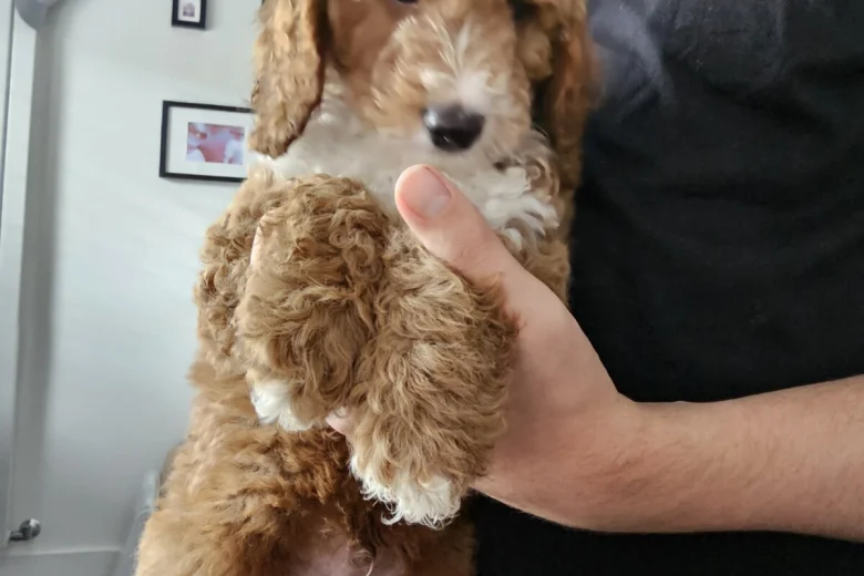 Cockapoo