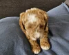 Cockapoo