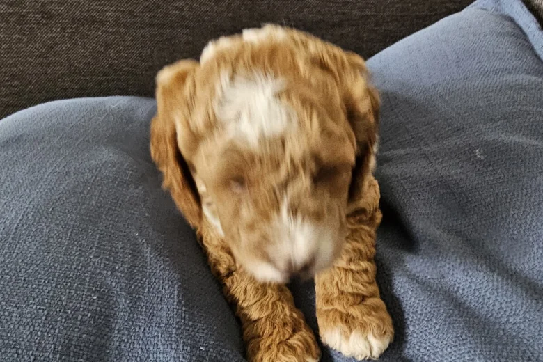 Cockapoo