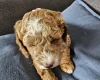 Cockapoo