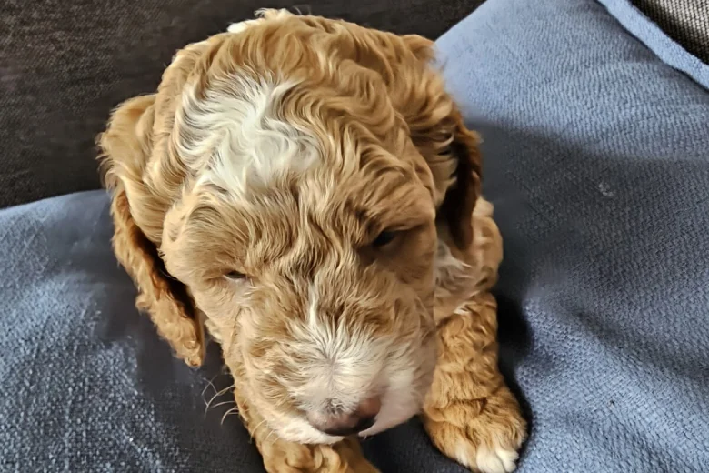 Cockapoo
