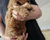 Cockapoo