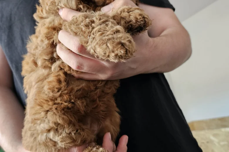 Cockapoo