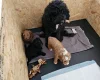 Cockapoo