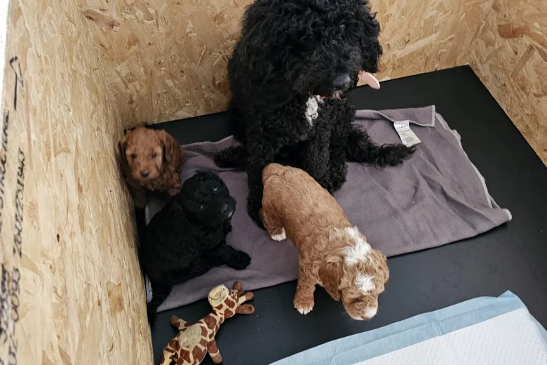 Cockapoo