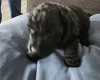 Cockapoo