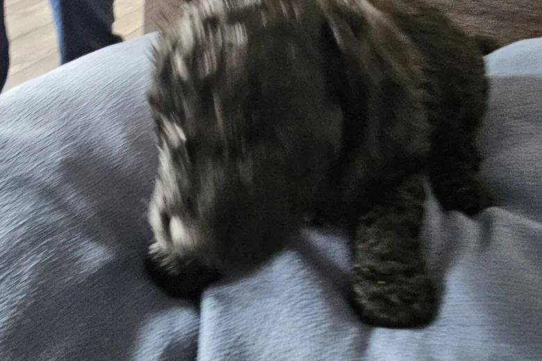 Cockapoo