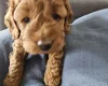 Cockapoo