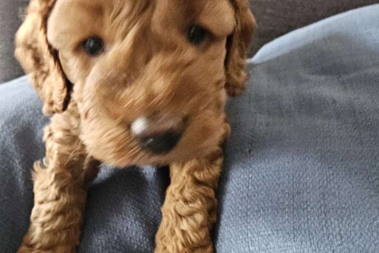 Cockapoo
