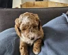 Cockapoo