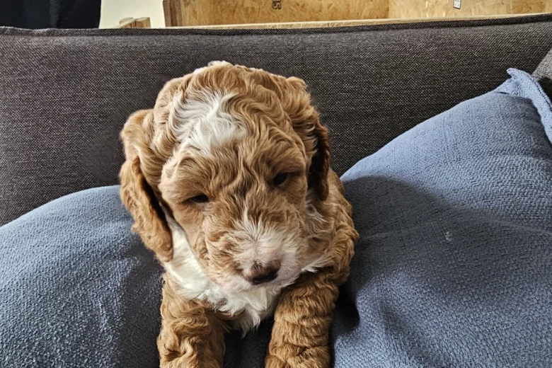 Cockapoo