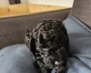 Cockapoo
