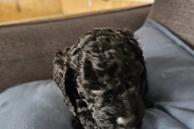 Cockapoo