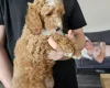 Cockapoo
