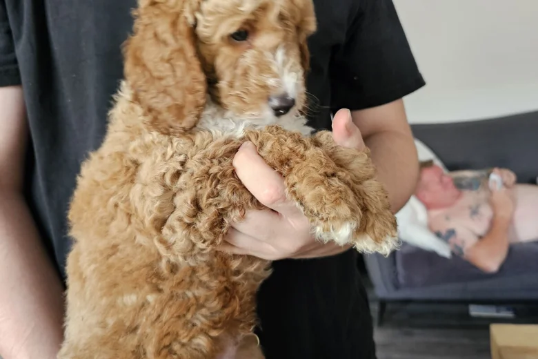 Cockapoo
