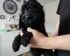 Cockapoo