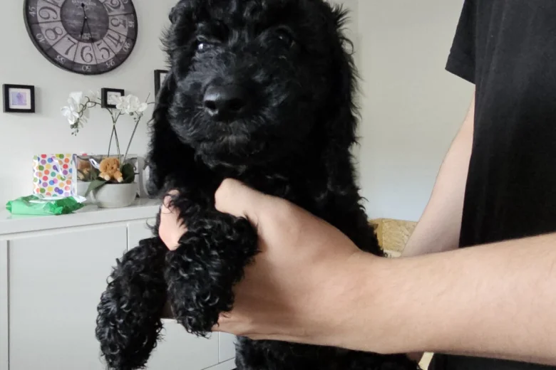 Cockapoo