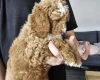 Cockapoo