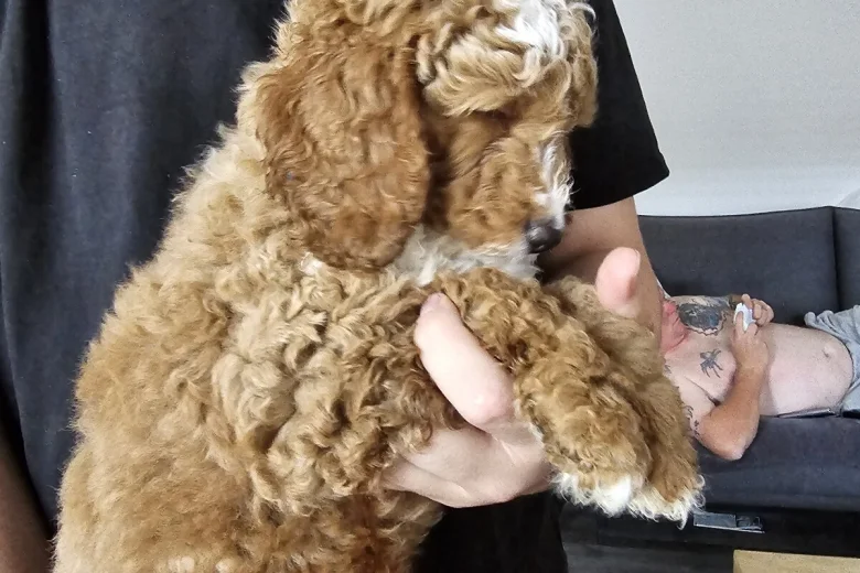 Cockapoo