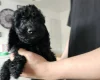 Cockapoo