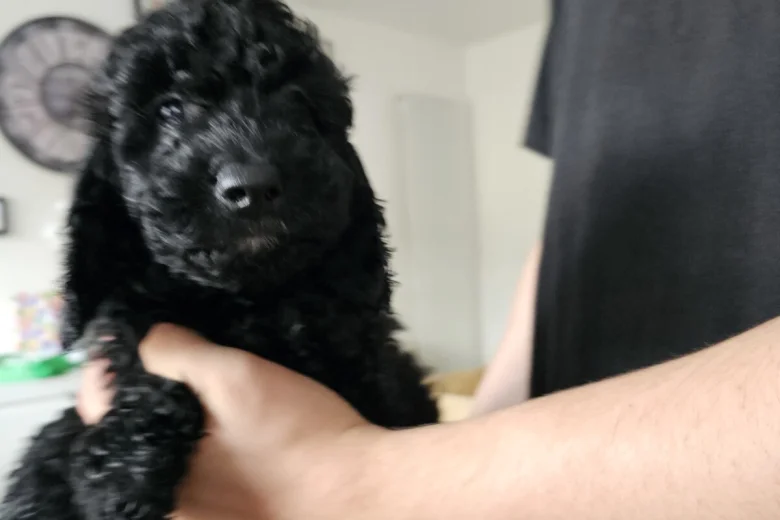 Cockapoo
