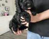 Cockapoo