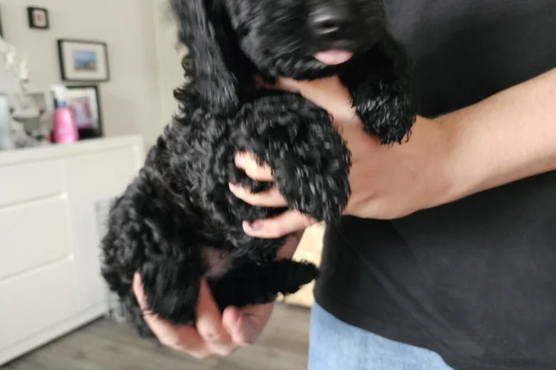 Cockapoo