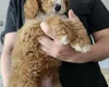 Cockapoo